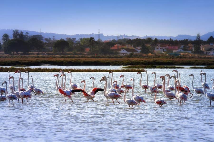 Teodosio - Ar Condicionado-Perto Praias - Zona Central Setúbal Dış mekan fotoğraf